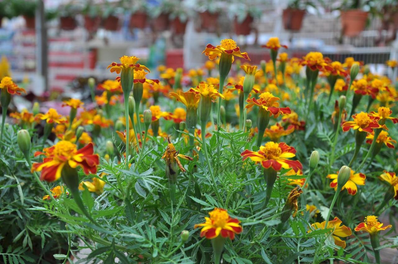 Orchid Haven - Hostel *